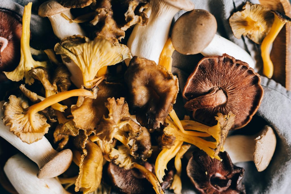 HKW zoekt uit: Paddenstoel als eiwitbooster? 5 Pexels Leeloothefirst 5569546