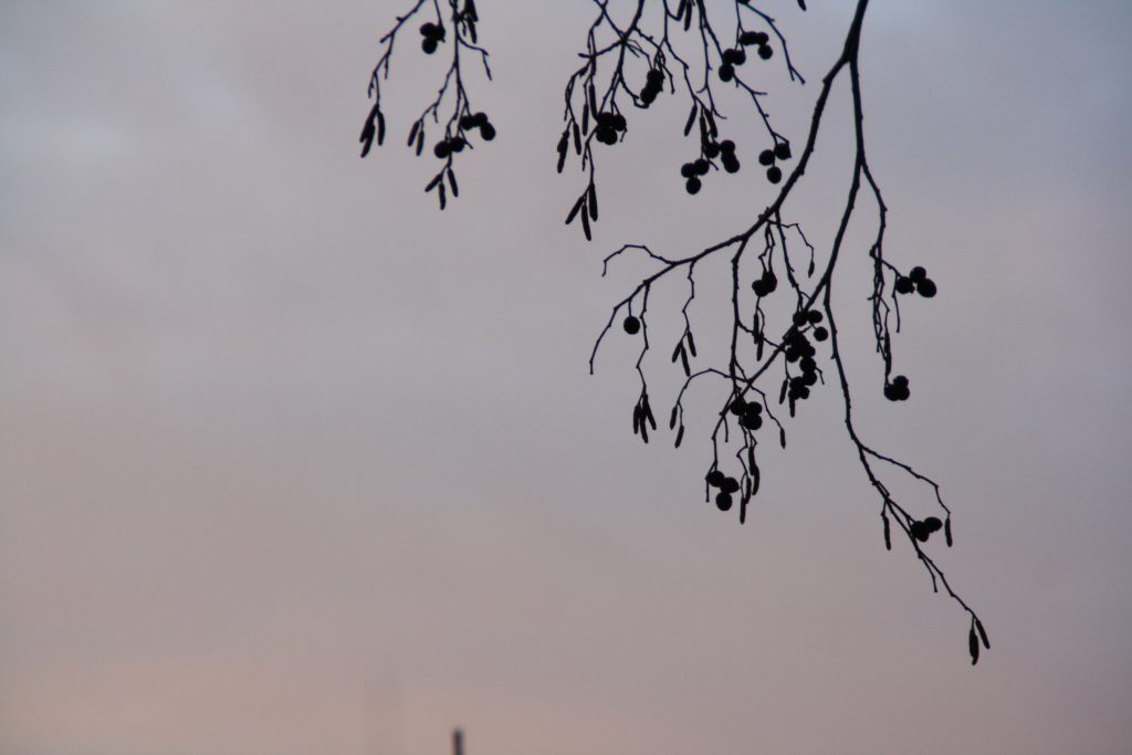 Natuur Beleven In De Winter: Dit Is Er Nu Allemaal Te Zien