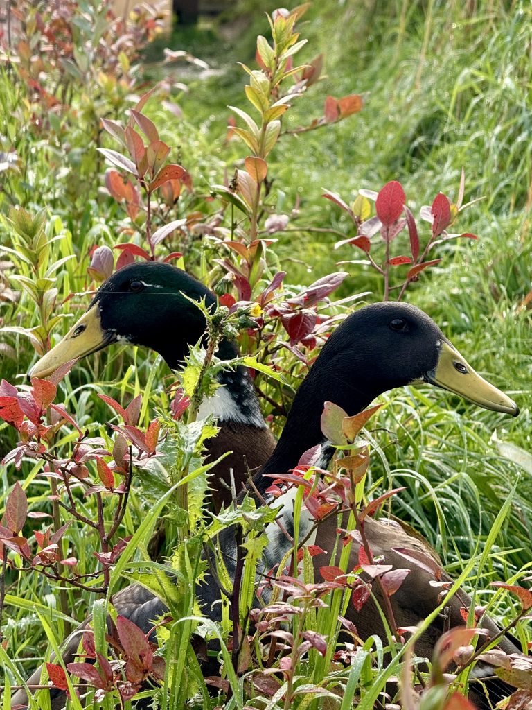 7 Duurzame Reistrends Voor 2026