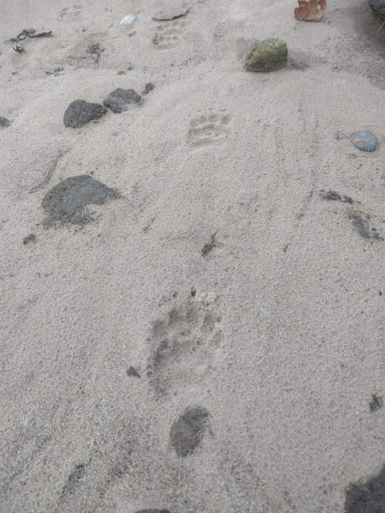 Natuur Beleven In De Winter: Dit Is Er Nu Allemaal Te Zien