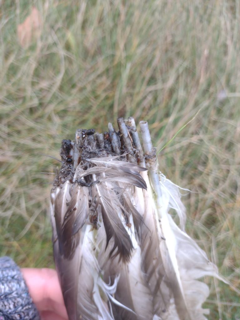 Natuur Beleven In De Winter: Dit Is Er Nu Allemaal Te Zien