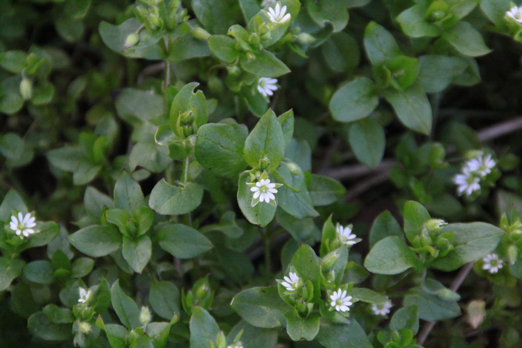 Natuur Beleven In De Winter: Dit Is Er Nu Allemaal Te Zien