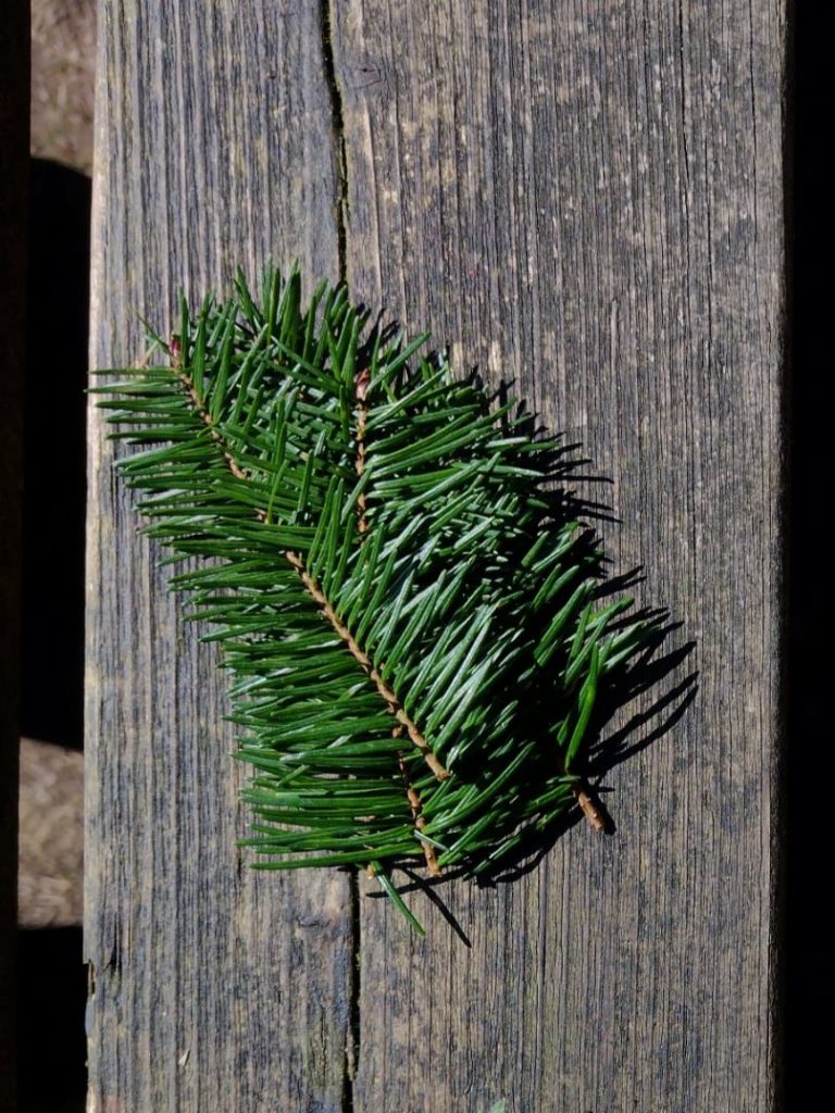 Natuur Beleven In De Winter: Dit Is Er Nu Allemaal Te Zien