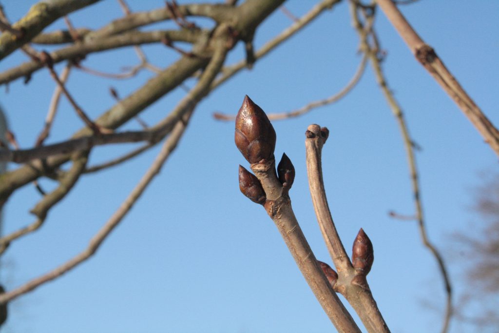 Knop Paardenkastanje