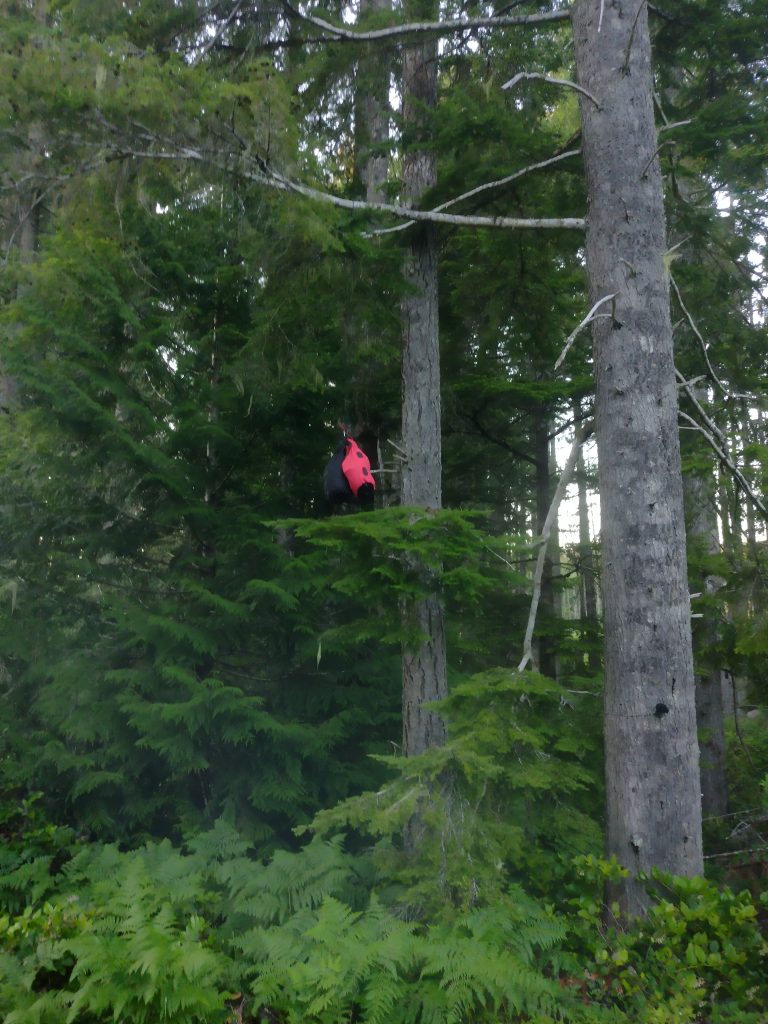 Simone ging wildkamperen… tussen de beren. Dit zijn haar ervaringen en tips! 13 Kamperen Tussen De Beren, Canada