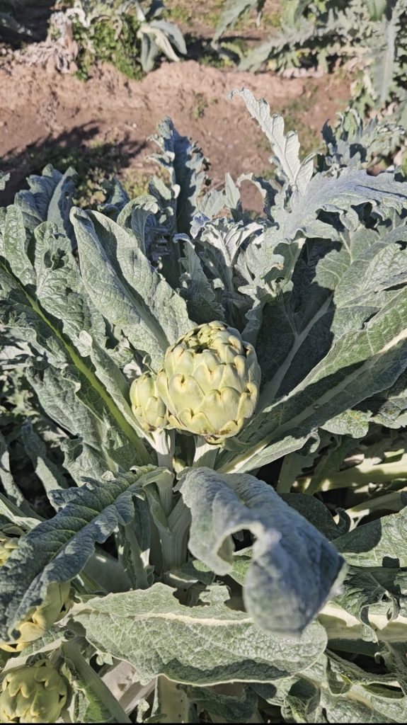 Deze 3 fietsroutes bij Valencia wil je niet missen