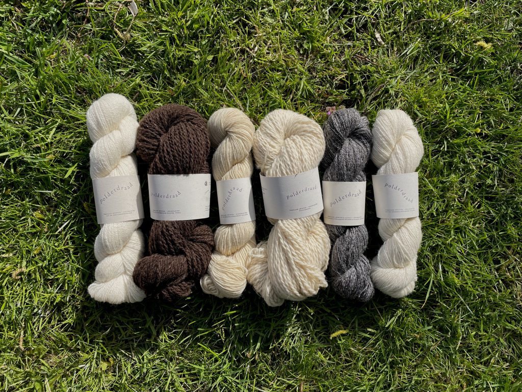 Polderdraad verwerkt Nederlandse wol tot lokale breigaren