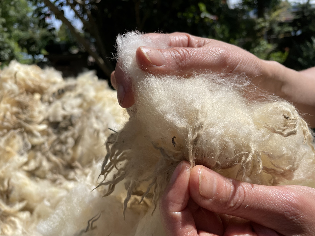 Polderdraad verwerkt Nederlandse wol tot lokale breigaren