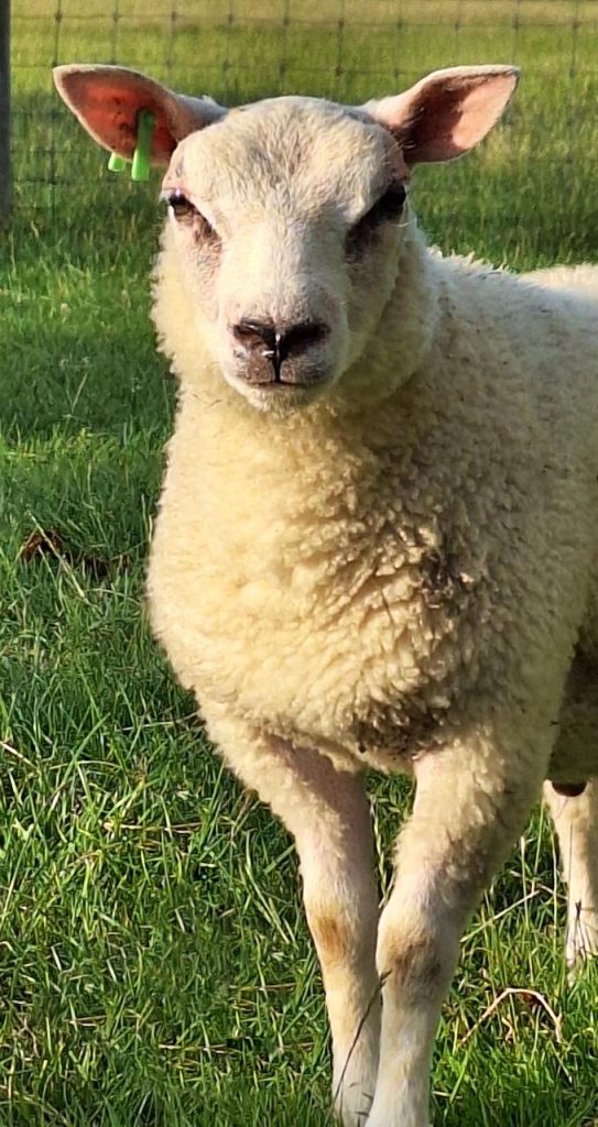 Polderdraad verwerkt Nederlandse wol tot lokale breigaren