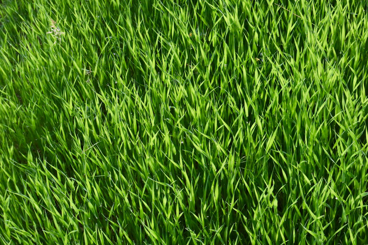 kunstgras