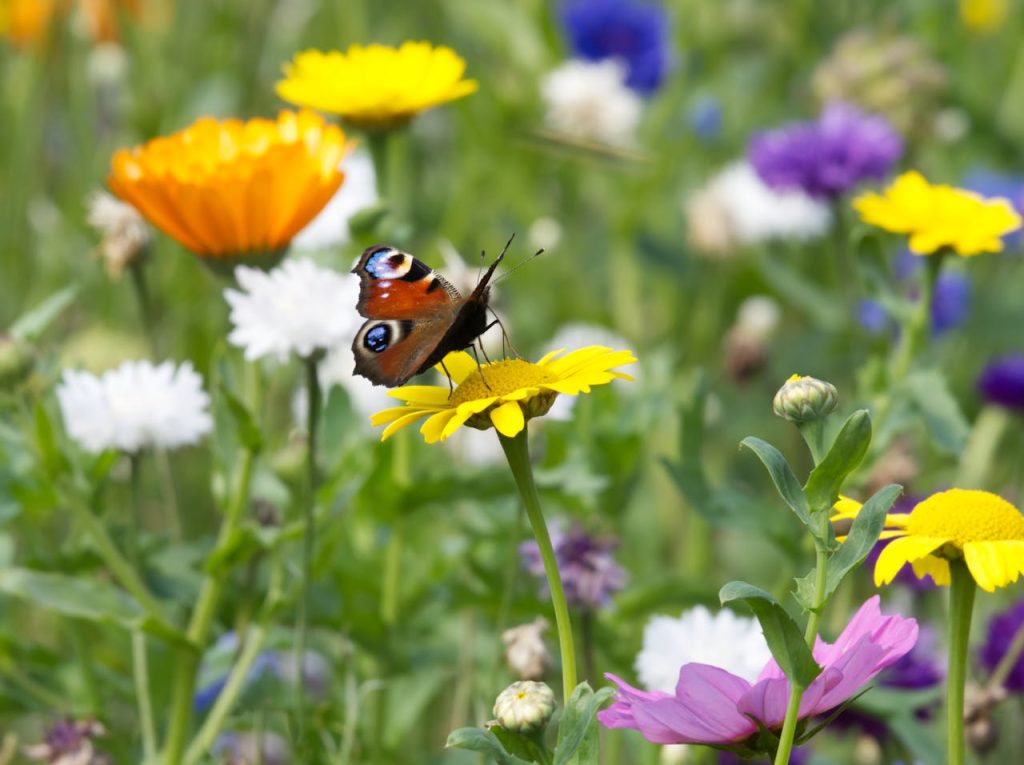 biologische gifvrije bloemen